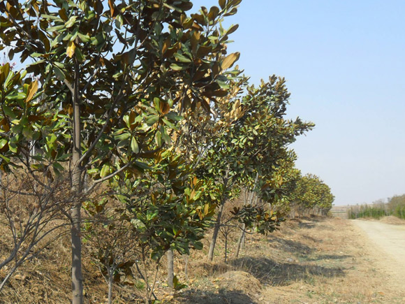 道邊玉蘭樹(shù)
